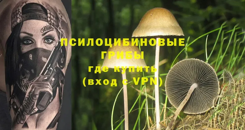 Псилоцибиновые грибы Psilocybe  наркотики  Татарск 